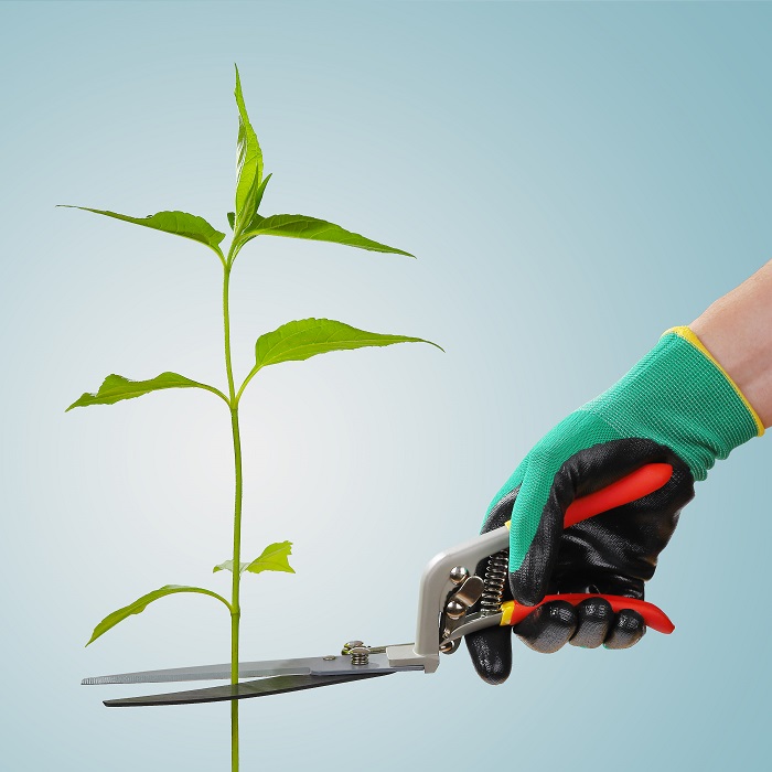 Cutting Cost metaphor or a person cutting a plant