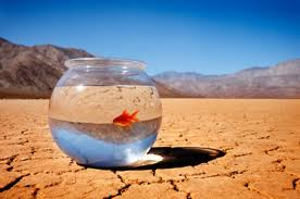gold fish in bowl as metaphor for business survival