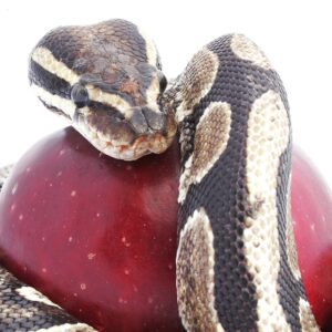 Snake and apple metaphor for sales manager sins